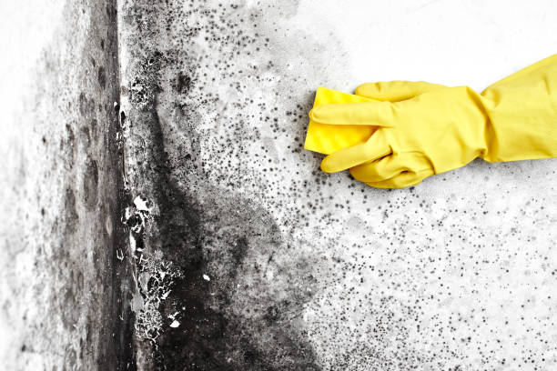Best Mold Testing  in Nellis Af, NV