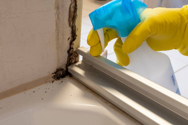 Best Black Mold Removal  in Nellis Af, NV