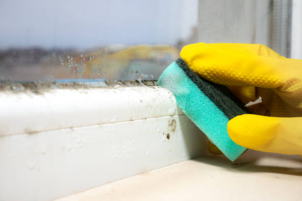 Best Home Mold Removal  in Nellis Af, NV