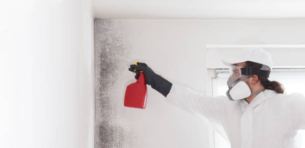 Best Attic Mold Removal  in Nellis Af, NV