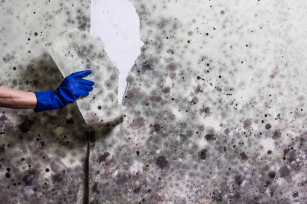 Best Commercial Mold Removal  in Nellis Af, NV